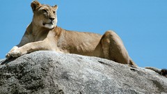 Animals Africa Lions