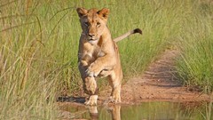 Animals Africa Lions