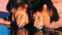 Animals Africa Lions drinking feline