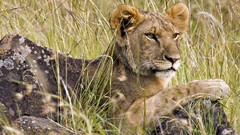Animals Africa Lions male Kenya mara