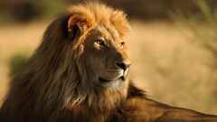 Animals Africa Lions wildlife