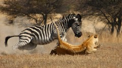 Animals Africa Lions zebras hunt