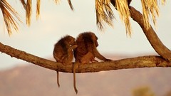 Animals Africa monkeys Kenya