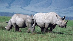 Animals Africa rhinoceros wildlife Wild Africa