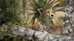 Animals Africa Spotted cheetahs