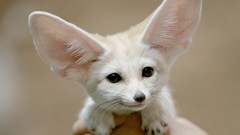 Animals african fennec fox
