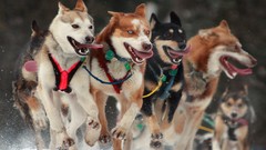 Animals Alaska Start