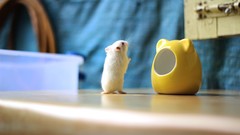 Animals albino hamsters