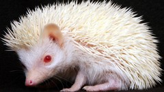 Animals albino wildlife hedgehogs