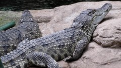 Animals alligators