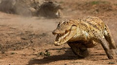 Animals alligators Reptiles