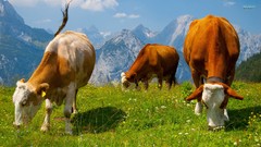 Animals Alps Cows