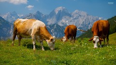 Animals Alps Cows