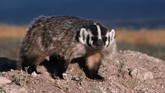 Animals American north badgers