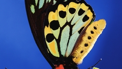 Animals amp wildlife high