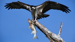 Animals amp wildlife high