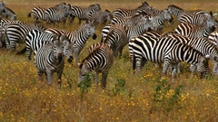 Animals amp wildlife high