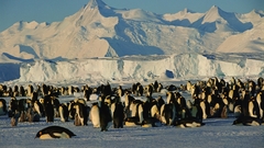 Animals amp wildlife high