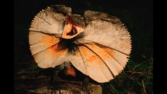 Animals amp wildlife high