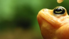 Animals amphibians