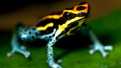Animals amphibians Poison Dart Frogs