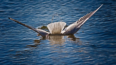 Animals animal Birds