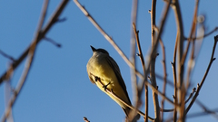 Animals animal Birds