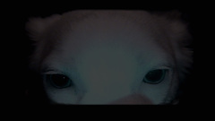 Animals animal paddy Dogs