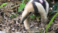 Animals anteater