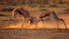 Animals antelope