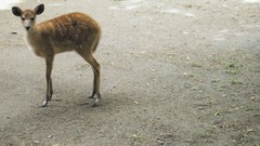 Animals antelope baby animals