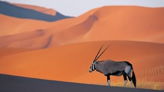 Animals antelope deserts