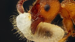 Animals ants insects