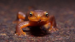 Animals ants macro amphibians