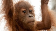 Animals apes baby animals orangutans