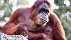 Animals apes baby animals orangutans