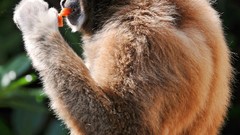 Animals apes gibbons