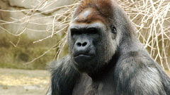 Animals apes gorillas primates