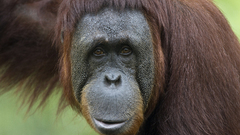 Animals apes monkeys primates