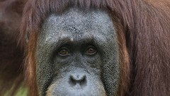 Animals apes orangutans