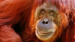 Animals apes orangutans