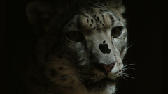 Animals apple inc Leopards