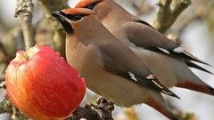 Animals apples Birds fruits cedar waxwing