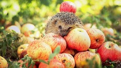 Animals apples hedgehogs