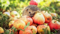 Animals apples wildlife hedgehogs