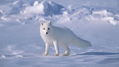 Animals Arctic arctic fox foxes