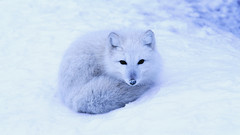 Animals arctic fox