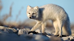 Animals arctic fox