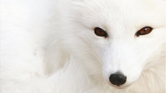 Animals arctic fox foxes