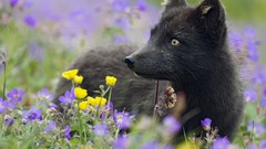 Animals arctic fox iceland Wildflowers depth of field